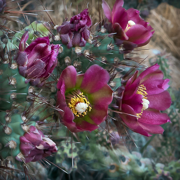 cactus-bloom-20170510-02B