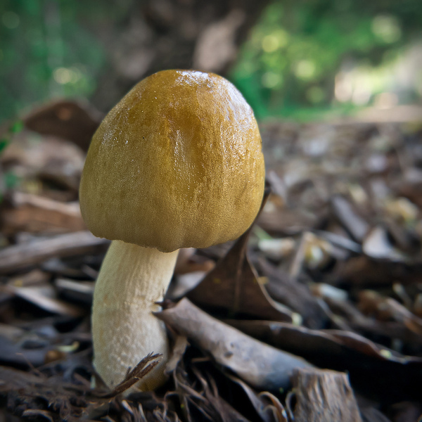 mushroom-20170325-01B