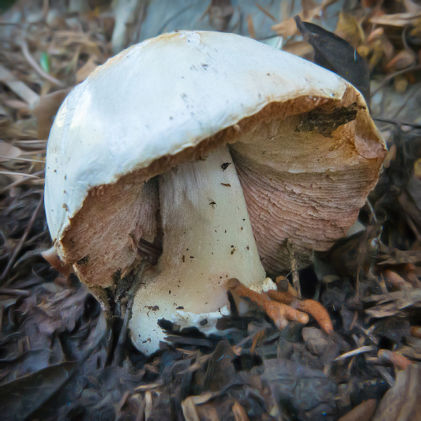 mushroom-20170419-01B