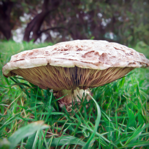 mushroom-20170921-05B
