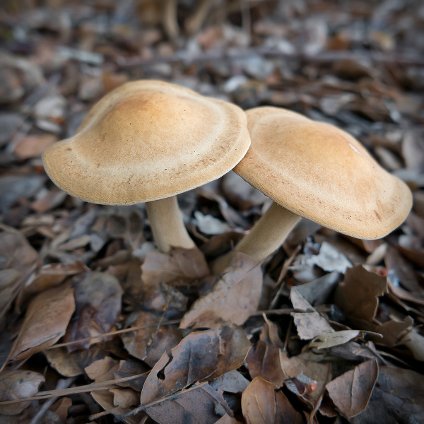 mushroom-20180522-06B
