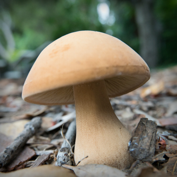 mushroom-20180524-03-10x10