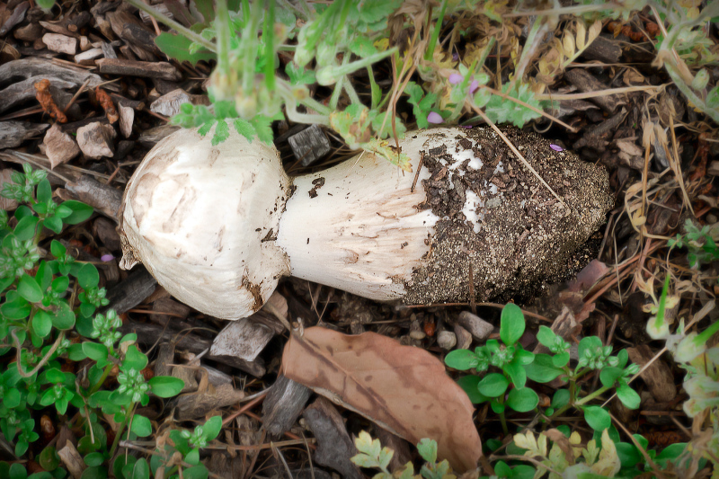 mushroom-20200413-02B