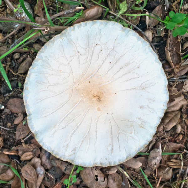 mushroom-20200418-01B