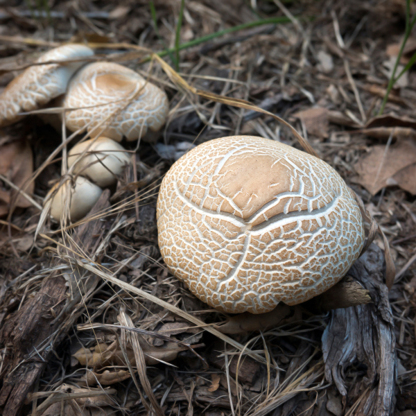 mushroom-20220416-01-10x10