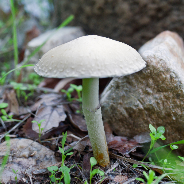 mushroom-20221221-01-4x4
