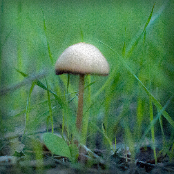 mushroom-20221225-01-4x4