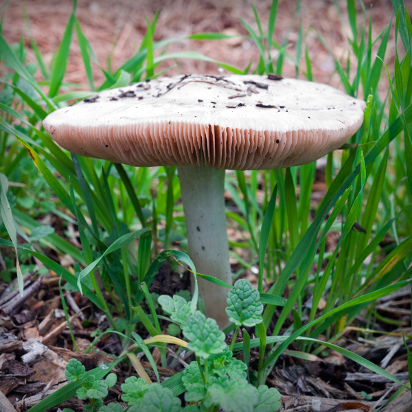 mushroom-20221228-01-4x4