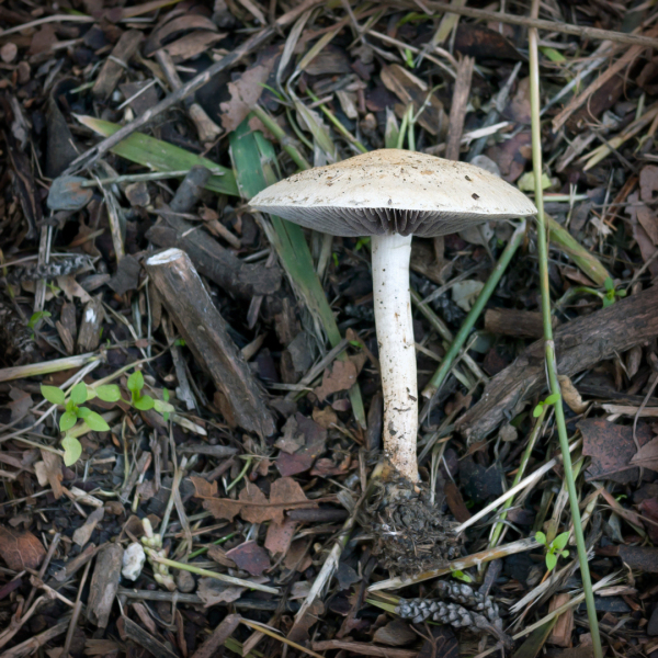 mushroom-20230118-02-10x10