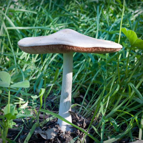 mushroom-20230123-01-10x10