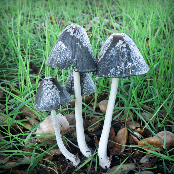 mushroom-family-20221203-01-4x4