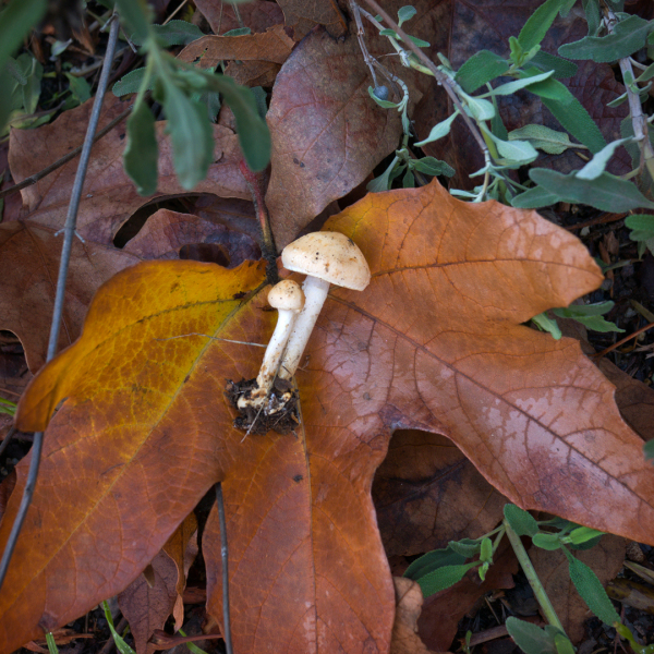 mushroom-leaf-20230116-01-10x10