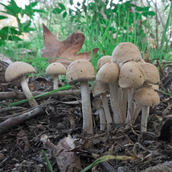 mushrooms-20211117-03-10x10