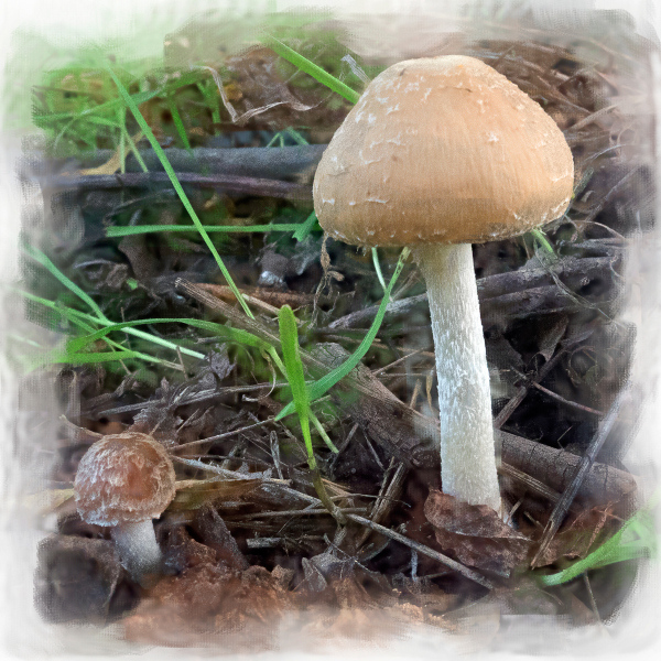 mushrooms-20211117-04C-10x10