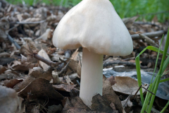 mushroom-20230113-01-10x10
